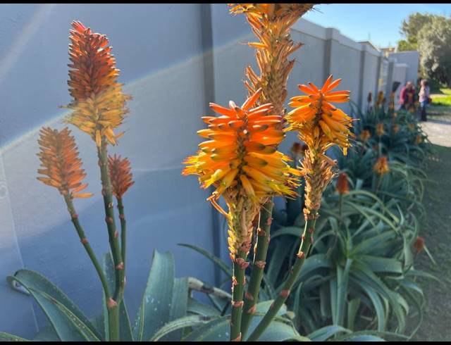 BUSINESS PROPERTY TO RENT IN CONSTANTIA